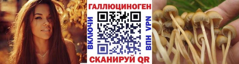 продажа наркотиков Урус-Мартан Псилоцибиновые грибы MAGIC MUSHROOMS